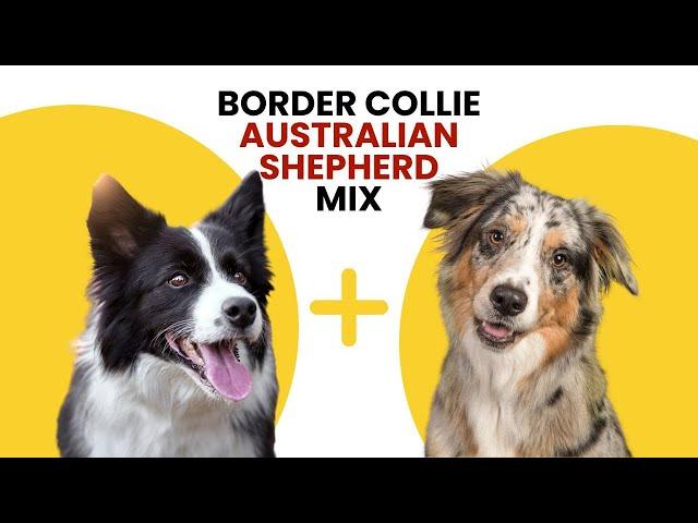 Border Collie Australian Shepherd Mix AKA Border Aussie