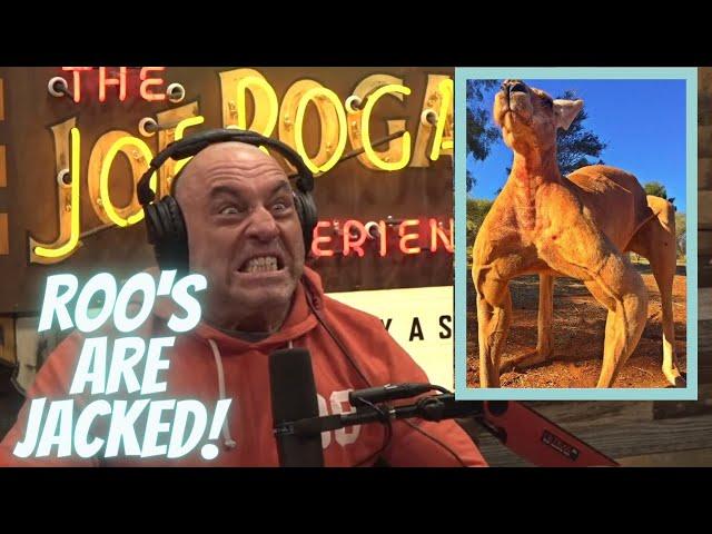 Joe Rogan on Jacked kangaroos