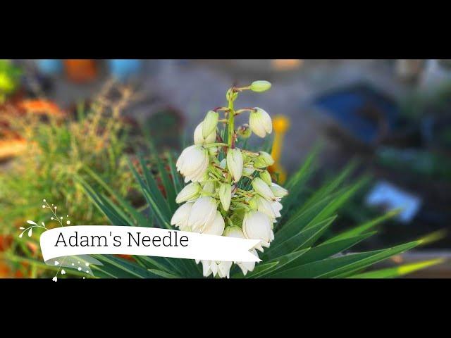 Growing Adam's Needle From Cutting | Edible Medicinal and Utilitarian Plants | Yucca Filamentosa