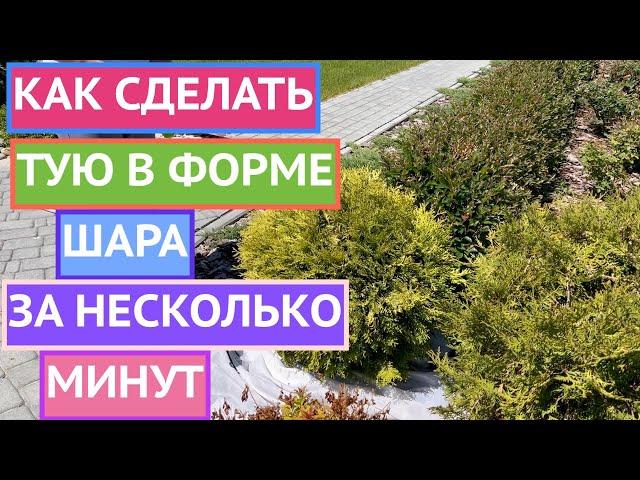 КАК СФОРМИРОВАТЬ ТУИ В ШАР: АЗЫ ТОПИАРНОЙ СТРИЖКИ ЗА 5 МИНУТ!