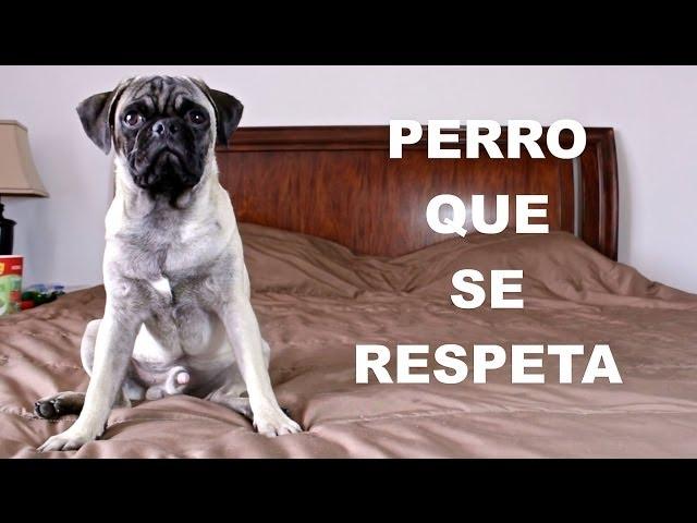 PERRO QUE SE RESPETA | Hola Soy Alex - JuegaGerman