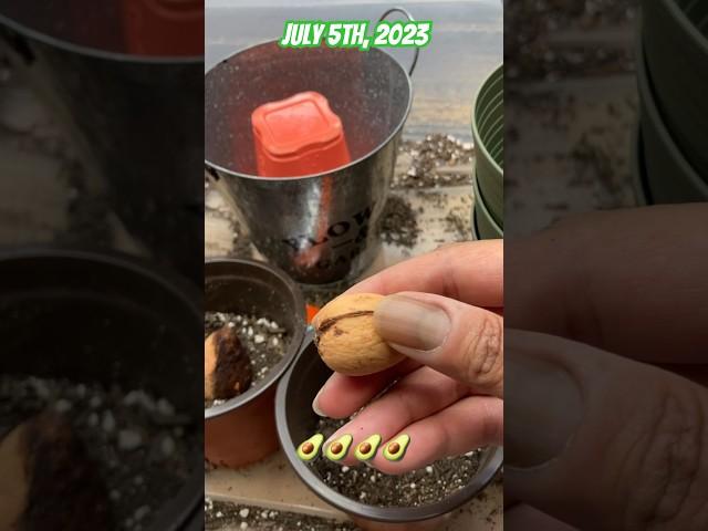THROW IT IN THE GROUND! Planting Avocado Pits 