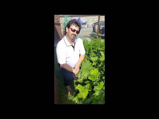 Harvesting a turnip