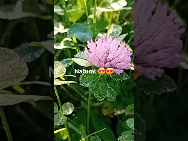 Nature 