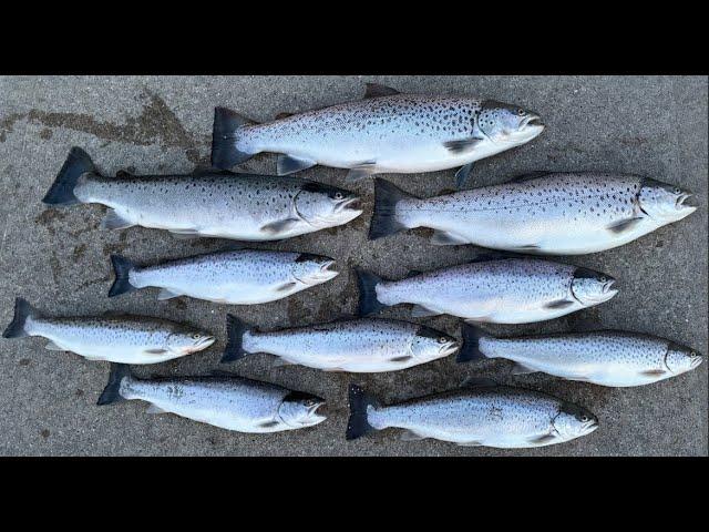 Brown Trout Fishing Lake Michigan  | Spring 2024