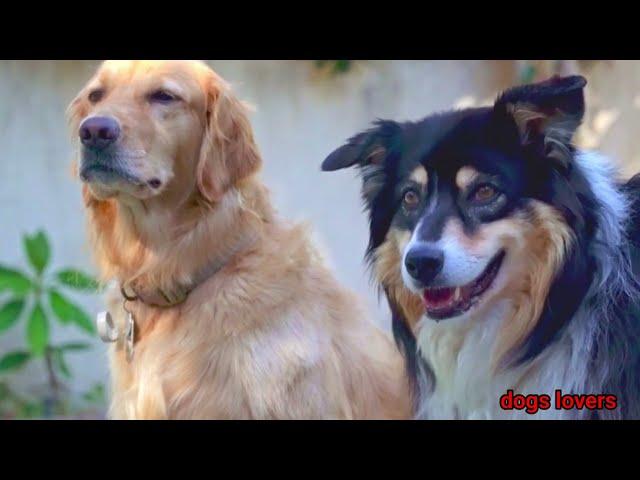 Dogs lover ️||  whatsapp status tamil || Bhaiya Choudhary