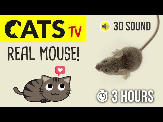 CATS TV - Catching REAL Mouse  HD - 3 HOURS (Game for cats to watch)