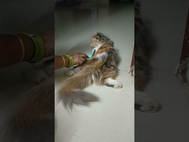 Happy tail dance️ #cat #kitten #shorts #trending #viral #subscribe #tengelele #persiancat