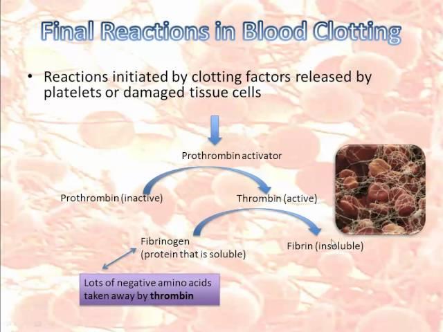 Blood clotting (IB Biology)