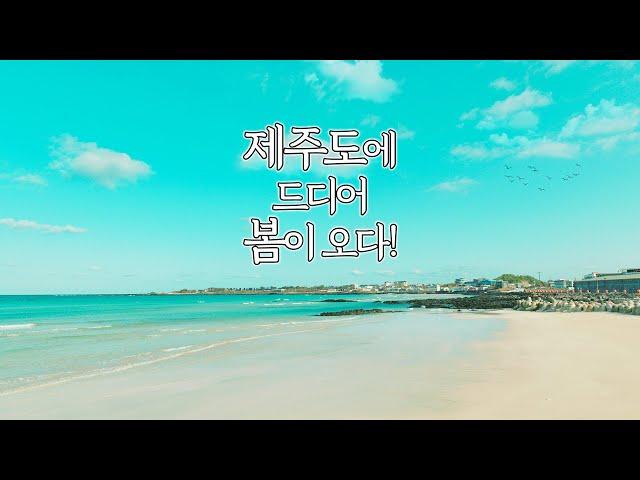 Korea's Jeju Island Spring l filmed it with an Lumix S5ii