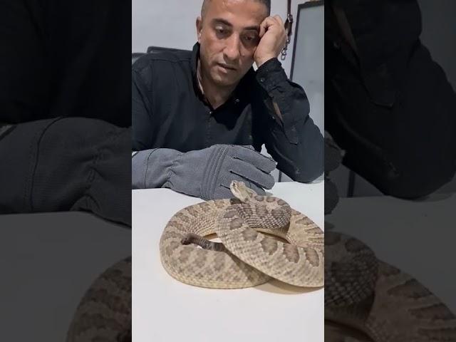 ماذا يحدث عندما تقترب من افعى الجرس المجلجله #shorts