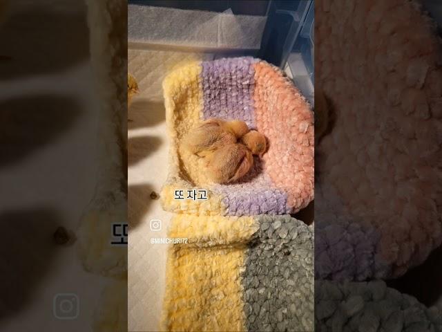 5일차 추리추들의 바쁜일상#미니메추리  #미니메추리부화  #미니메추리키우기  #birds  #pets  #졸귀탱  #손추리