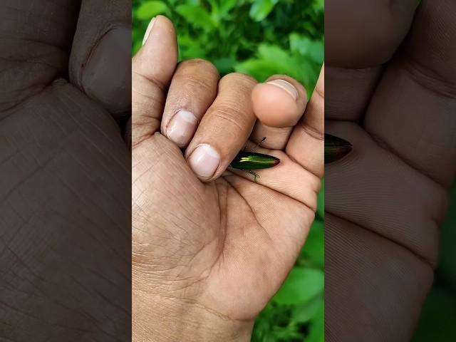 It is the Smaller shiny jewel beetle part 2#beautifulinsects #nature #anyuniqueanimals #insects