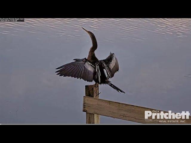 SWFL Eagles ~ Pond Cam Tour Featuring An Anhinga Sunning On Post, Nest Tree & Pasture Pond  9.29.24