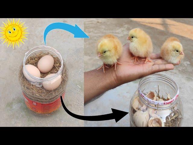 How to hatch eggs at home without incubator // Incubator plastic box help sunlight 100% result