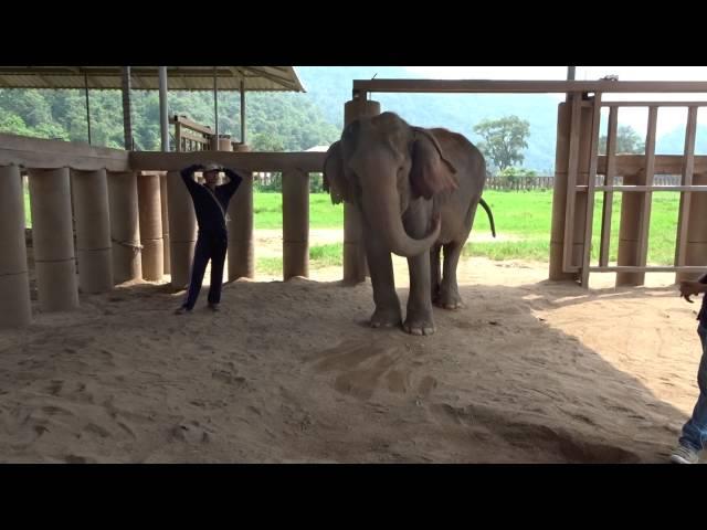 Old elephant throwing dirt