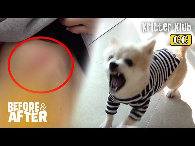 Dog That Bites Everyone That Enters His House | Before & After Makeover Ep 63