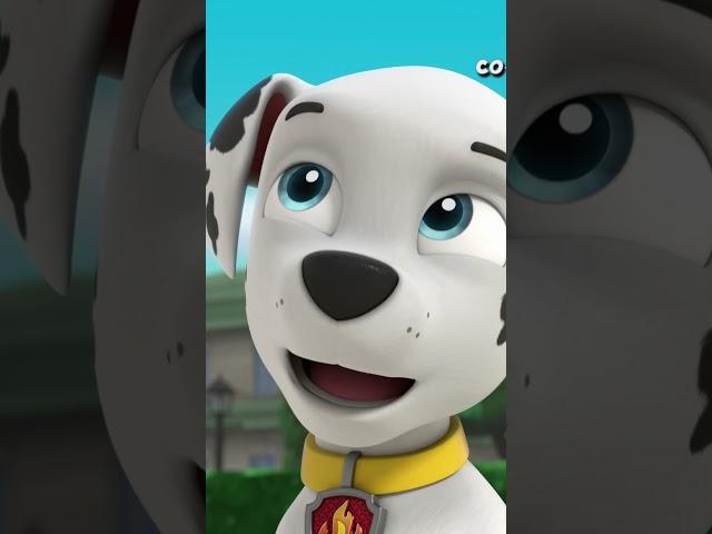 Marshall having a hard time choosing treats - Paw patrol