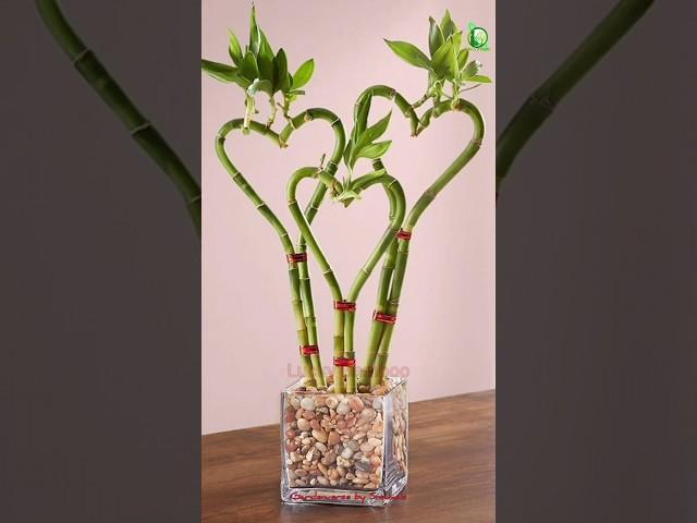 Plants you can gift to your Partner on Valentines Day  #valentinesday #trendingshorts #shorts