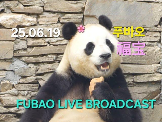 푸바오 福宝6월19일  귀염뽀짝 당일영상 송출/소통방송中 뚠빵아 힘내자!  #푸바오 #푸바오실시간 #福宝 #FUbao #panda