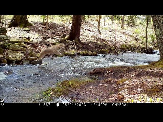 New Hampshire wildlife trail cam video compilation