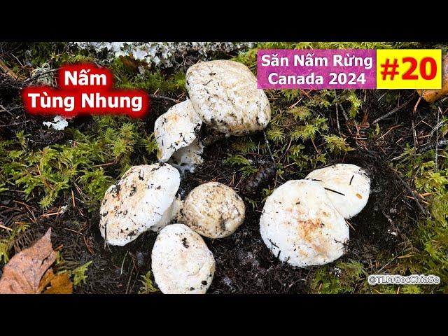 Săn Nấm Rừng Canada 2024: Phần 20 - Nấm Tùng Nhung | Matsutake | Pine Mushrooms | 마츠타케 | マツタケ |  松茸