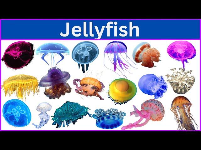 Types of Jellyfish || List of Jellyfish