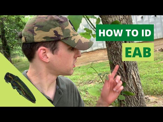 Identifying Emerald Ash Borer