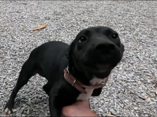 A puppy, a pizza and chimney cleaning with a drone