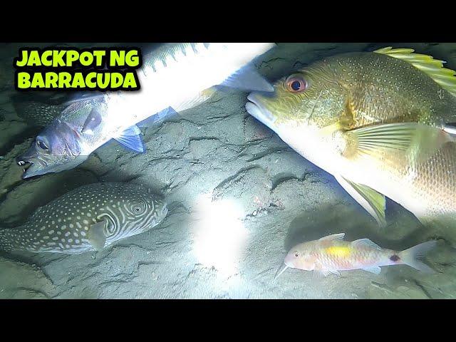 Night Spearfishing Catch & Cook ng Fresh Seafoods