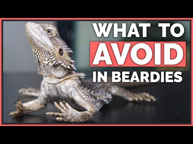 How NOT to Care for Bearded Dragons - Mistakes to Avoid!