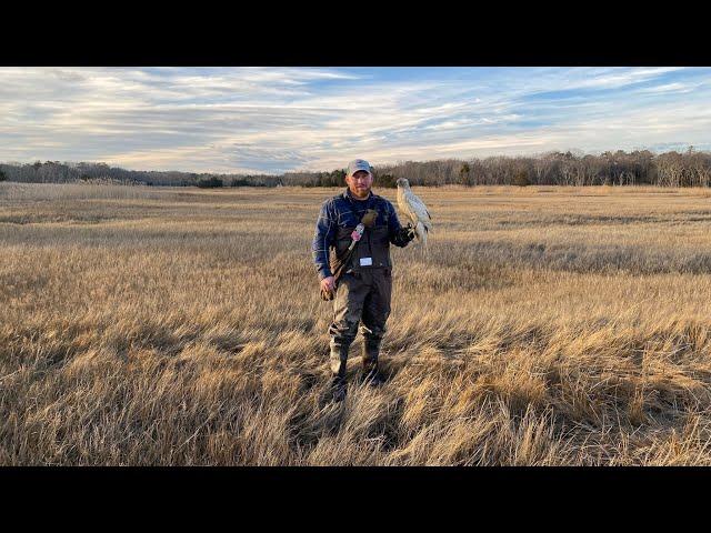 Raising, training and hunting a goshawk