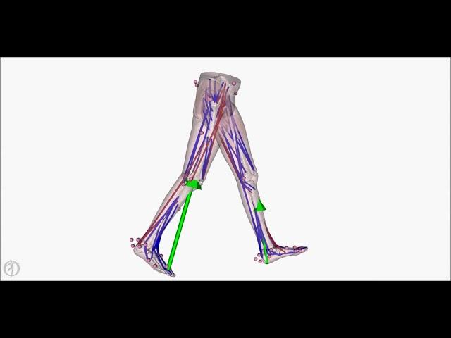 Walking simulation using a personalized musculoskeletal model