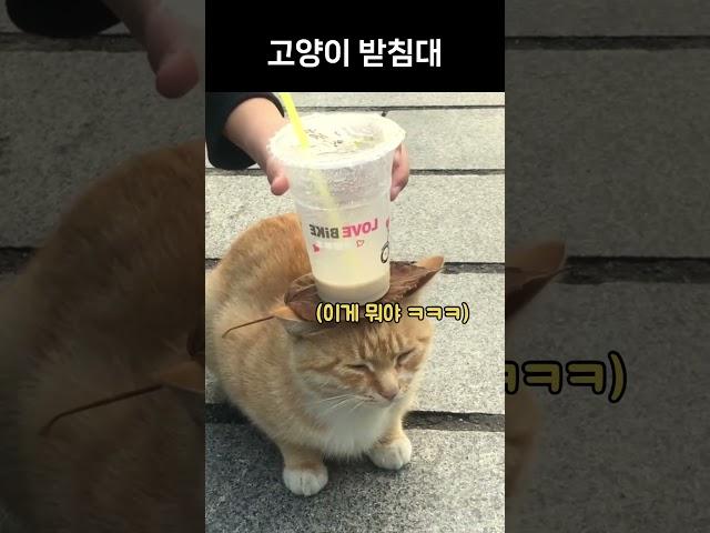 냥냥이 받침대