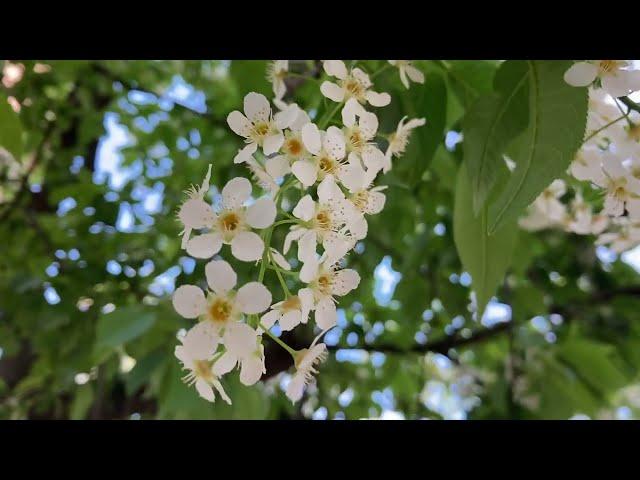 Russia spring time || Spring in Russia || Beautiful spring.