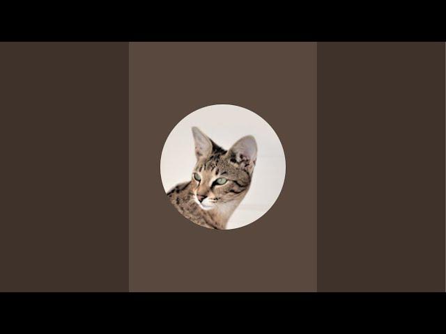 Dreaming Paws Stream 24 December