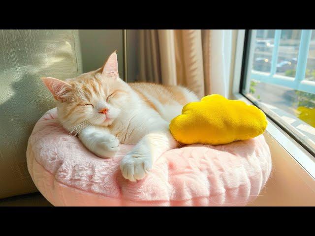 The Perfect Music to Make Your Kitten Go to Sleep - Cat Meowing Sleep Music, Peaceful Cat Tunes