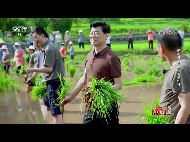 [山水间的家]体验糊仓节 鲁健祝勇同村民一起插秧扔泥巴|CCTV