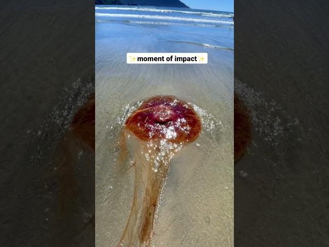 Ouch! I got stung by a dead jellyfish!  #vancouverisland #shorts