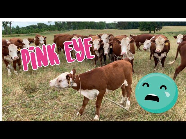 How To Treat Pink Eye in Cattle