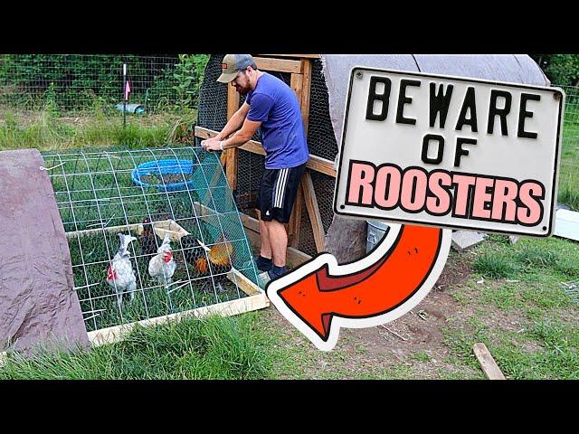 We Built A Rooster Only Coop To Save Our Hens