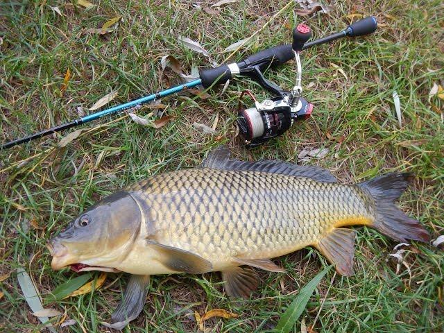 Сазан на ультралайт. Catching wild river carp by ultralight spinning