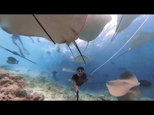 Azul Freediving: Stingray Highway