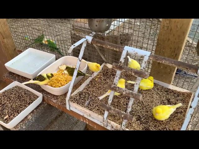 Inside Canary Bird Aviary