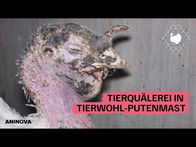 Getreten und geworfen - Tierquälerei in Tierwohl-Putenmast 