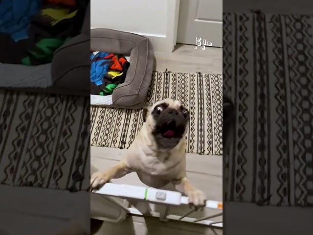 Super Crazy Pets | FUNNIEST Animals You Have Ever Seen