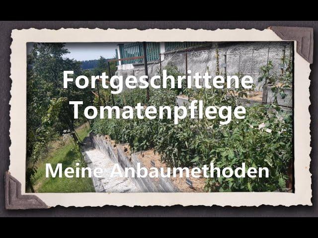 Fortgeschrittene Tomatenpflege - Meine Anbaumethoden