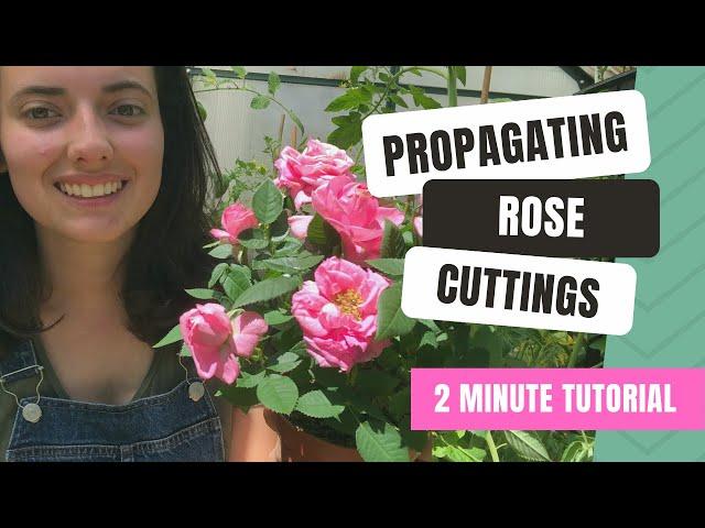 Propagating Rose Cuttings (2 Minute Guide)