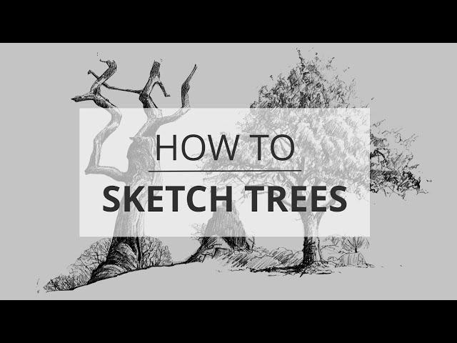 How to Sketch & Draw Trees