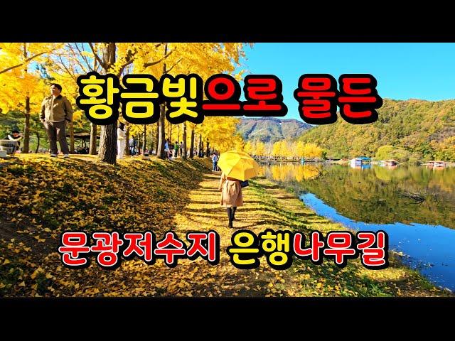 최고 절정의 문광저수지 은행나무길 #황금빛 은행나무길 #괴산 가볼만한곳